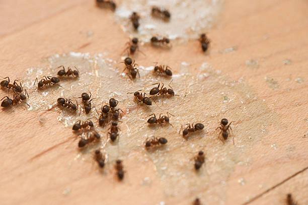 Best Exterminator Services  in Utica, NY