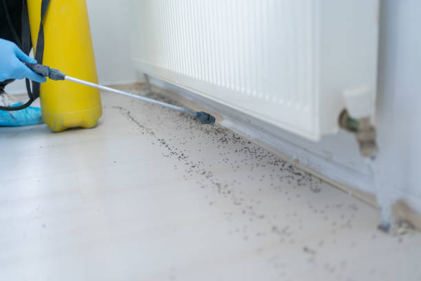 Insect Control in Utica, NY